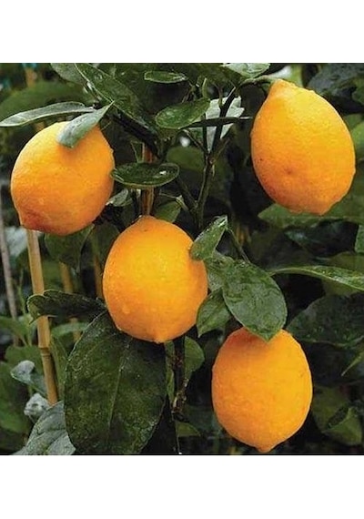 Yarı Bodur Soğuklara Dayanıklı Mayer Limon Fidanı