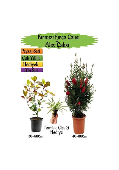 Kırmızı Fırça Çalısı+alev Çalısı Fidanı+kurdele Çiçeği Peyzaj Seti