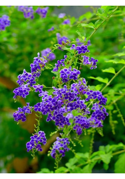 Videolu 1 Adet Ağaç Menekşesi Fidanı Saksılı 65-125cm Japanese Tree Lilac