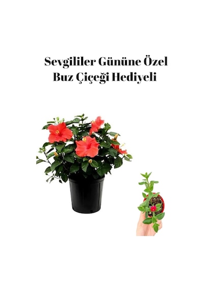 Kadınlar Gününe Özel Hediyelik Kırmızı Japon Gülü Çiçeği Buz Çiçeği Hediyeli