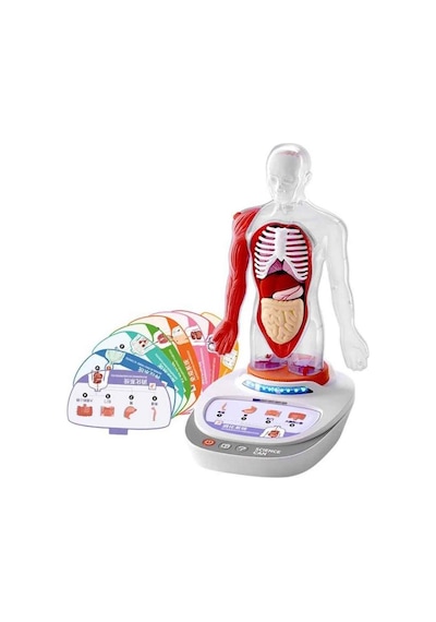 Sunman S00005280 Bilim Set İnsan Vücudu Modeli 23prç -sun