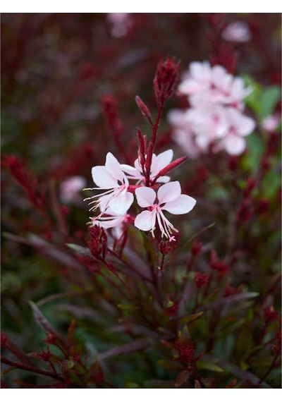 Gaura Çalı Bitkisi