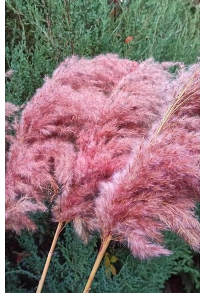 8'li Büyük Demet Pampas Pembe 100cm Boyunda