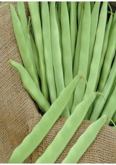 Gina GReen Line Oturak Fasulye Tohumu 100 GRam