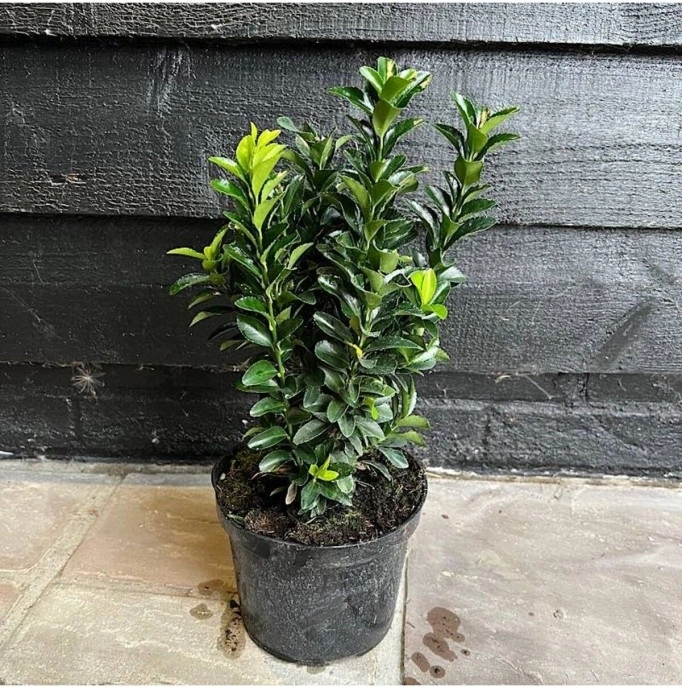 Yeşil Taflan Fidanı 10-20 Cm