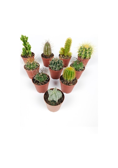 10 Lu Kaktüs Set - Özel Türler - 5.5 Cm Saksıda