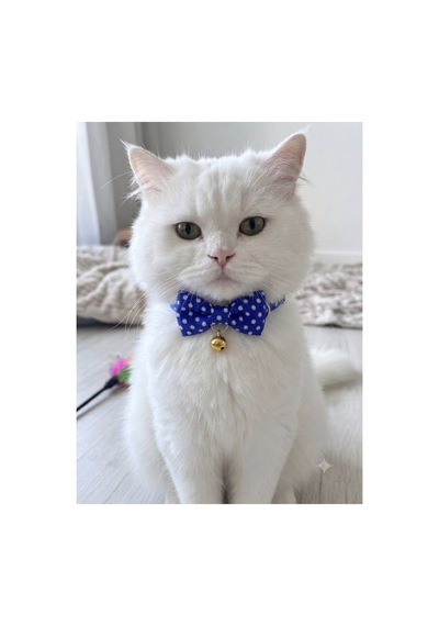 Papyonlu Kedi Boyun Tasması 3 Lü Set Ayarlanabilir Papyon Fiyonk Zilli Çok Renkli