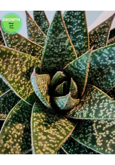 Gasteria Flow Suklent 1 Adet