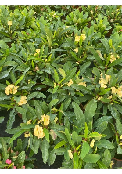Formlu Sarı Renk Euphorbia Dikenler Tacı 20-25cm