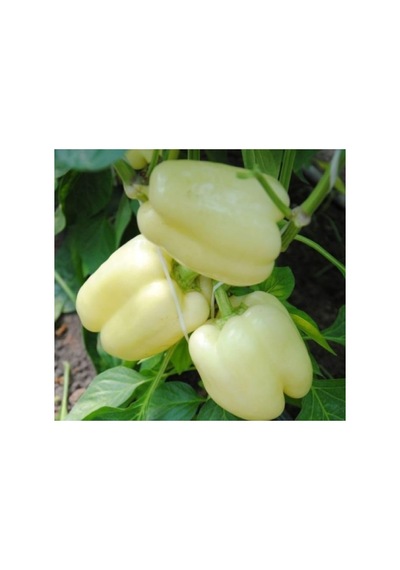Beyaz Dolmalık Biber Tohumu - 3 Gram