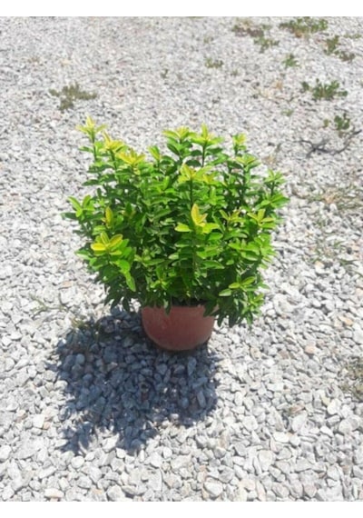 Videolu 1 Adet Yeşil Çıtır Taflan Çiçeği Fidanı 20-40 Cm Tüplü Çiçekli Bodur Bitkiler Euonymus