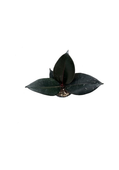 Ficus Elastica 'abidjan' Kauçuk Çiçeği Ø5,5 Cm Y0-10 Cm
