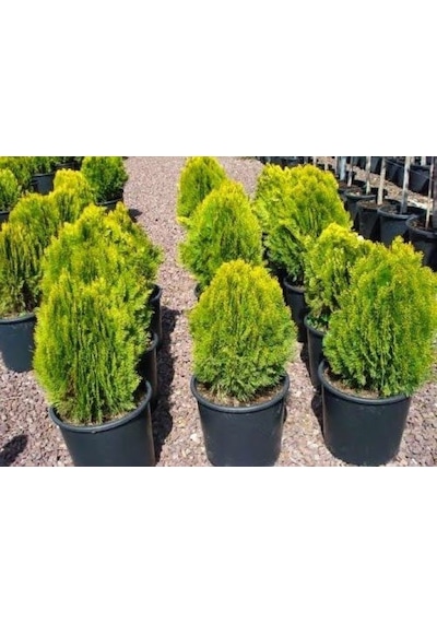 Altuni Top Mazı Thuja Orientalis Aurea Compacta Nana 5 Adet