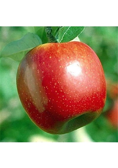 Summer Red Elma Fidanı Aşılı - 2 Yaş Tüplü 80-100 Cm
