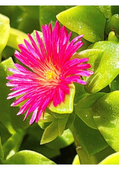 Buz Çiçeği Fidesi Fidanı 10 Adet Saksılı/ Tüplü 5-10 Cm Bahçe Bitkisi Delosperma