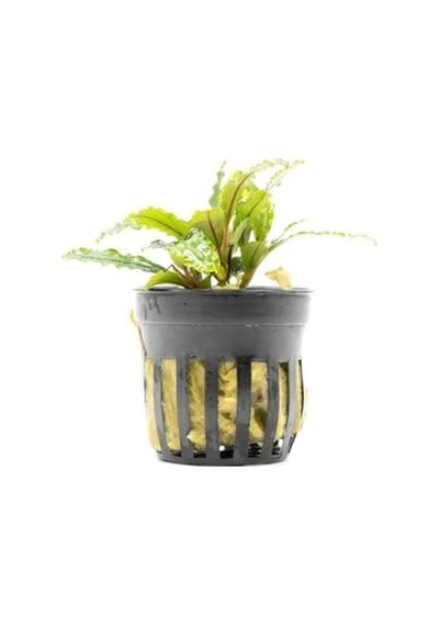Bucephalandra Velvet Saksı Canlı Bitki Diğer