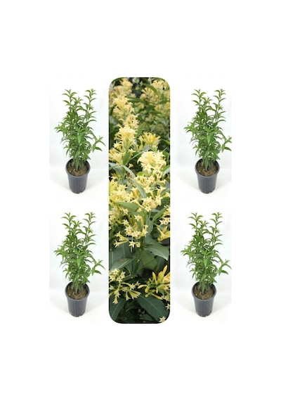 Videolu Melisa Kolanya Çiçeği 50 70 Cm 4 Adet Saksılı Çiçekli Dış Mekan Bitkisi Melissa Officinalis