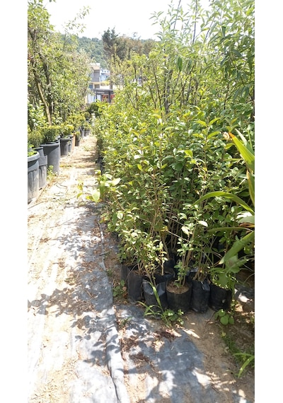 Ligustrum Fidanı 30-50 Cm 10 Adet