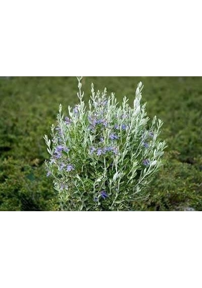Zeytin Çalısı - Teucrium Fruticans 3'lü Set - Dekoratif Peyzaj Bi