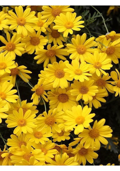 Yere Yayılan Sarı Çalı Papatyası 1 Adet Saksılı/ Tüplü 20-40 Cm Yellow Daisy Bush