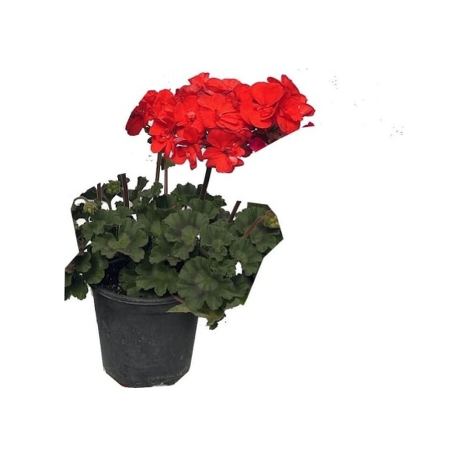 Sardunya Çiçeği Fidanı Kırmızı 10-20 Cm
