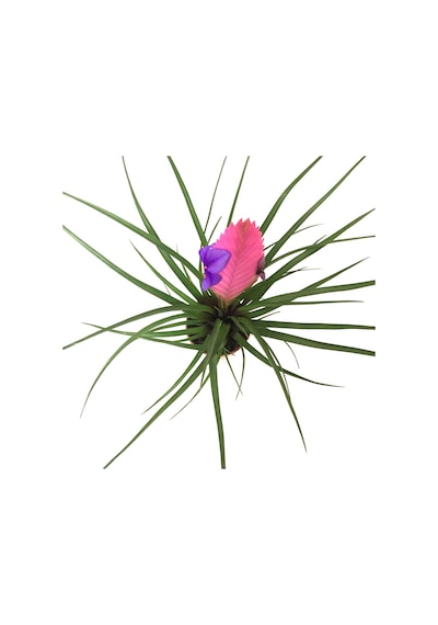 Tillandsia Cyanea (Hava Bitkisi) Ø8.5 CM Y20-25 CM