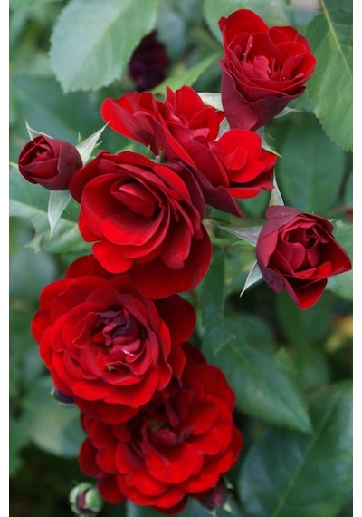 Videolu Mis Kokulu Kırmızı Sarılıcı Gül 90-120 Cm Tüplü Dış Mekan Ağaçları Red Rose