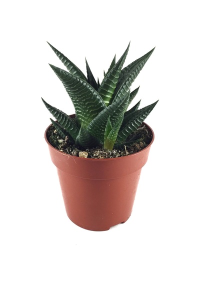 Haworthia Limifolia (Sukulent) Ø10,5 CM Y10-15 CM