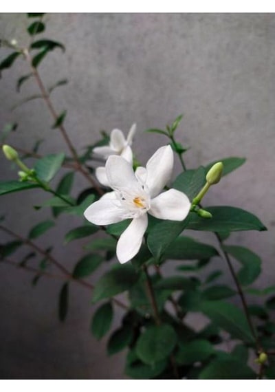 Ful Yasemin Çiçeği Beyaz Kokulu 40 50cm 1 Adet Saksılı Yasemin Fidanı Jasmine Flower