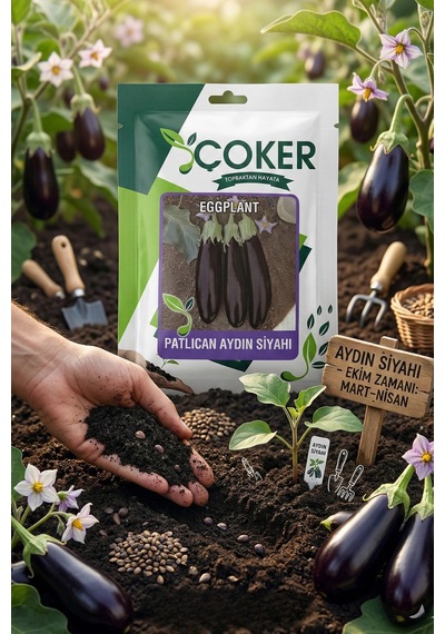 Çoker Aydın Siyah Patlıcan Tohumu 25 Gr