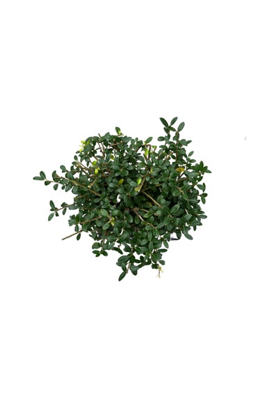 Bonsai - Ilex Ø12 Cm Y25-30 Cm