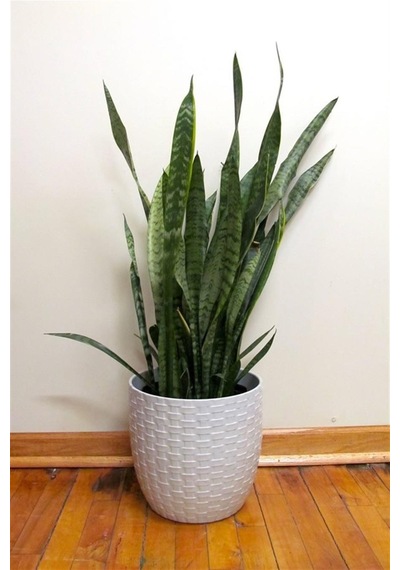 Paşa Kılıcı Peygamber Kılıcı Sansevieria