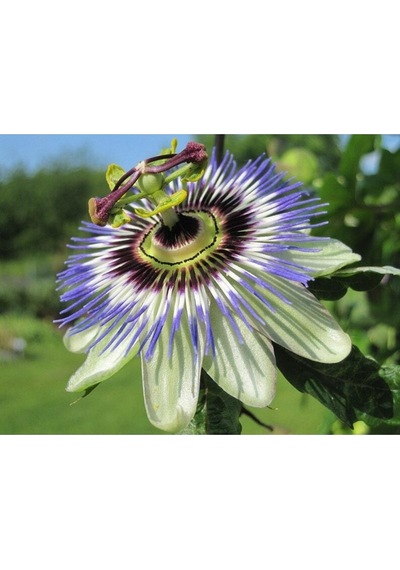 5 Adet Blue Passion Passiflora Caerulea Tohumu