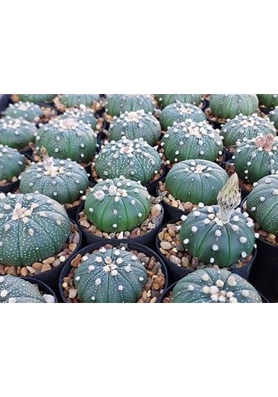 Astrophytum Asterias Serisi 1 Adet Nadir Koleksiyon Kaktüs 5.5 Cm Kahverengi Saksıda