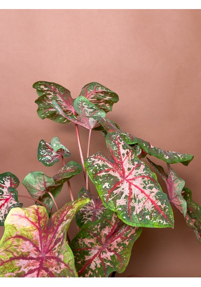 Caladium Caladium Bicolor 63 Cm Yeşil Pembe Yapraklı Form