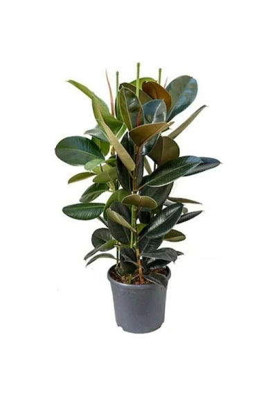 Gardenbox Kauçuk Çiçeği 2'li 80cm, Salon Ev Ofis Çiçeği İki Gövdeli Diğer