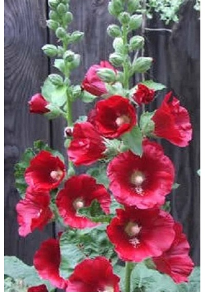 20 Adet Mixed Colors Hollyhock Country Romance Tohumu