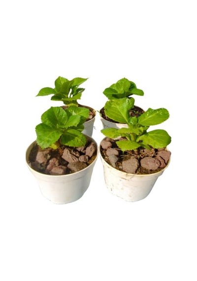 4'lü Mini Ortanca Seti Muhteşem Görünümlü 5-10 Cm Çiçekli Bodur Bitki
