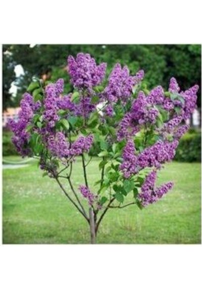 Videolu Mis Kokulu Leylak Fidanı 40-65 Cm Saksılı/tüplü Dış Mekan Bitkileri Lilac