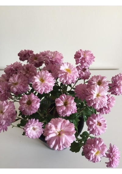 Kasımpatı Çiçeği Fidesi Pembe 10-20 Cm