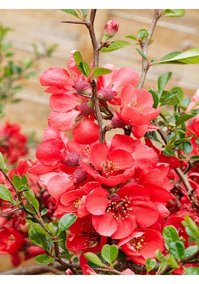 Videolu Bol Çiçekli Yörük Gelini Ağacı Fidanı 1 Adet 40-70cm Japanese Quince Süs Bitkisi