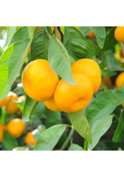 Tüplü Aşılı Hoş Kokulu Bol Verimli Rize Satsuma Mandalina Fidanı