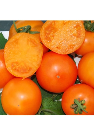 Mandarin Orange Domates Tohumu