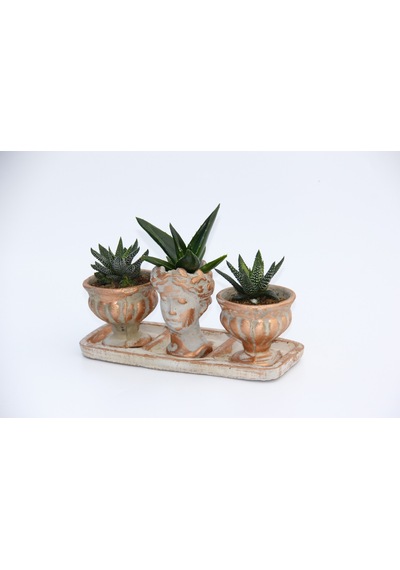 Trio Helen Orange Sukulent Seti - Haworthia Pumila. Aloe Ferox