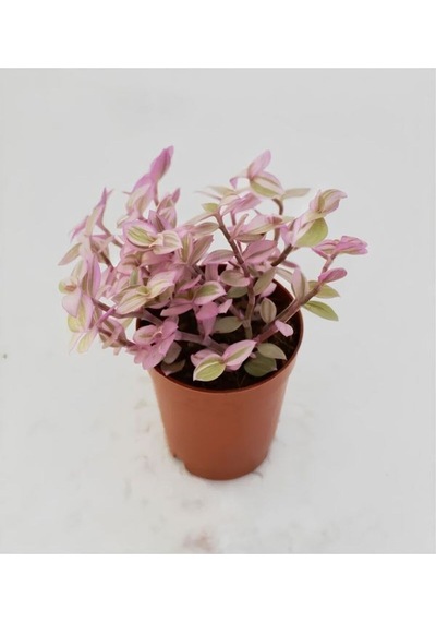 Videolu Pembe Beyaz Telgraf Çiçeği 1 Adet Saksılı 15-30cm Iç Mekan Bitkisi Pink Lady