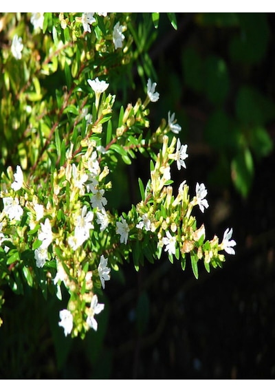 Videolu Beyaz Kufeya Çiçeği 20 40 Cm 1 Adet Saksılı Çiçekli Bodur Bitki Cuphea Hyssopifolia