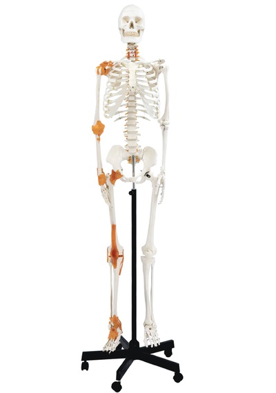 Gerçek Boyutlarında İnsan İskeleti Modeli - Sinir Ve Bağ Dokulu, 180 Cm - İskelet Maketi 01