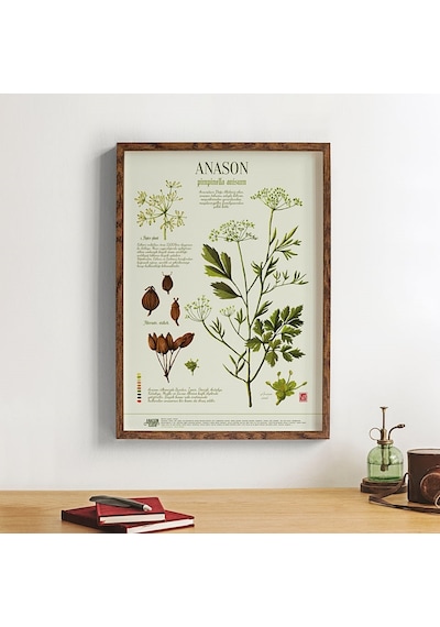 Anason İşleri Anason Botanik. Poster 50x70cm