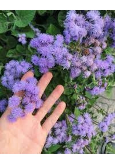 50 Adet Tohum Vapur Dumanı Çiçek Tohumu Vapur Dumanı Çiçek Saksı