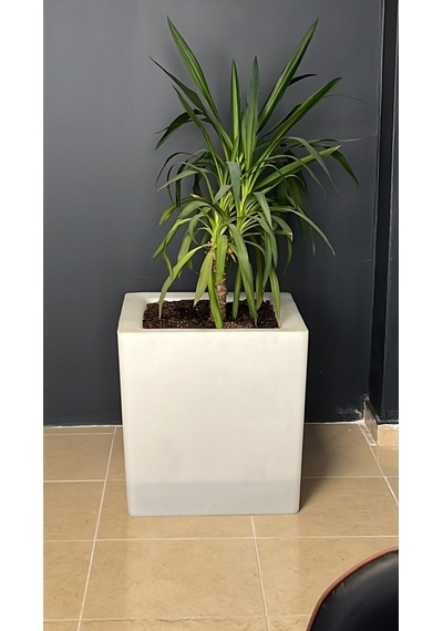 45x45 Minik Ağaç Saksısı